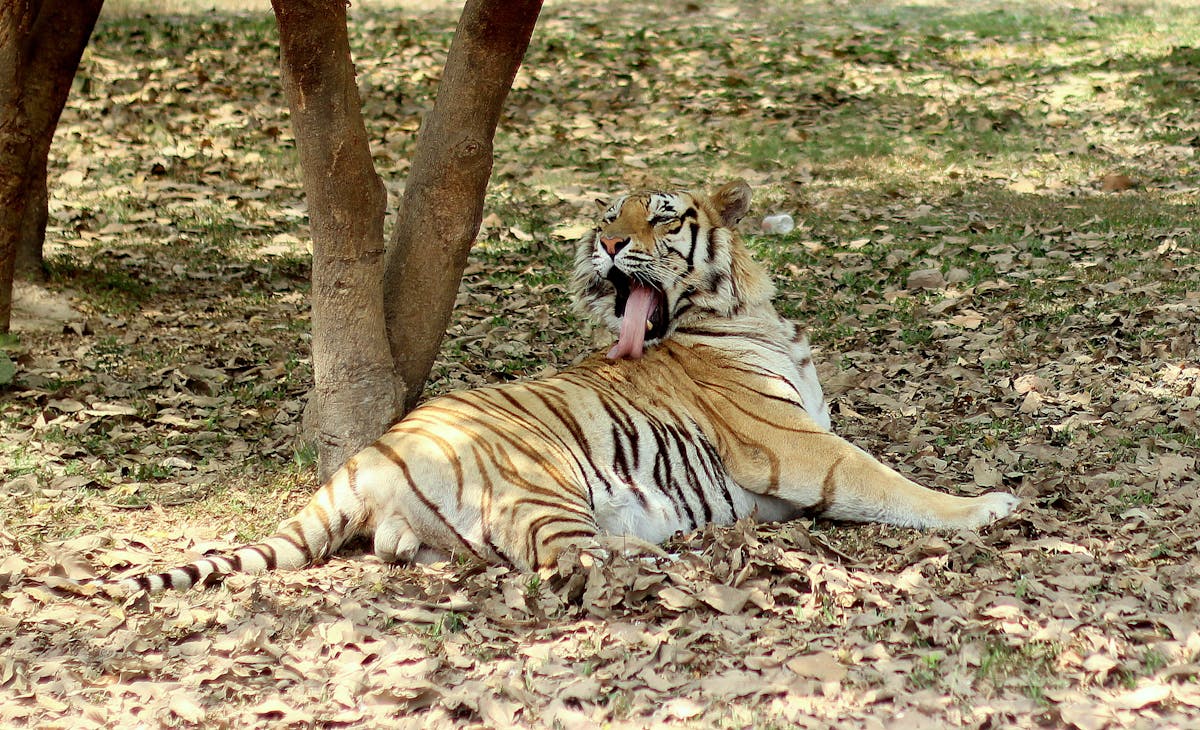 Бухарская крепость Арк — Uzbekistan Authentic Journey